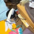 22時、寝ようと寝室へ向かうと『猫たちがベッドを占拠』…可愛すぎる光景に…