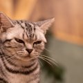 猫が『ゴロゴロ』言うのは危険なサインのことも？甘えているときとの…
