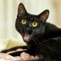 猫が『ビックリしたキモチ』を落ち着けるためにする行動3選　猫が動揺して…