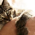 猫が『寂しかった』ときにする行動・仕草4選！今すぐできる愛猫へのケ…