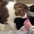 赤ちゃんのお世話をしたいパパ猫くん！