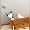 キャットウォークの幅を増やした結果→猫の前足が『火災報知器』に届いてし…