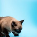 猫が『まもなく吐く』ことを知らせる4つの兆候　吐きやすいタイミングも