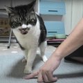 食べるのに一苦労？！猫ちゃんVS小さなおやつ！