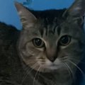 『なかなか心を開いてくれなかった保護猫』が、突然…寝ている最中に起きた…