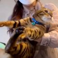 『察したニャ…』ワクチンのため動物病院に行く親子猫さん