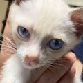 迎えたときはほとんど白かった子猫→成長するにつれ、ハチワレ模様が出てき…