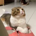 べったり！飼い主さんLOVEな猫さん