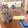 男の子が猫に向かって『歌い始める』と…完璧なタイミングで反応をする『驚…