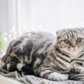 スコティッシュフォールドの目の色は何色？種類や毛色との関係、青い目・…