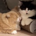 仲良くくつろぐ『2匹の猫』を撮っていると…動きが完全に『シンクロし…