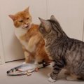 猫パンチ炸裂！魚のおもちゃを奪い合う猫さんたち