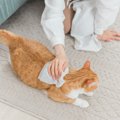 猫の『シャンプー』が必要になるケース4つ　洗うときの手順や嫌がる場合の…