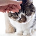 猫があなたに『頭突き』をするときの理由3つ　実は深い意味がある？上手な…