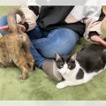 「むしろお金を払いたい♡」と話題！『猫のお尻を優しくトントンする仕…