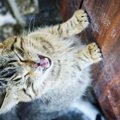 猫が外に出たがるときの対処法３つ