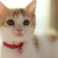 猫の首に鈴をつけるのはアリ？ナシ？