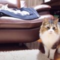 気になる猫ちゃんの目のシミ…検査の結果驚くべきことが！？