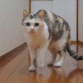 猫ちゃんたちとの生活でパパが抱える悩みとは？