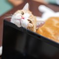 『十分に構ってあげられない時』に愛猫が見せる行動4つ