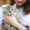 飼い主満足！でも猫にはストレスなこと５つ