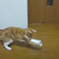 猫を撮影をしていたら『奇跡的な出来事』が…まさかのリアクションが面…