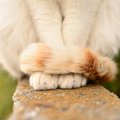 猫が『前足をしっぽで隠している』ときの気持ち3選　きちんとおすまし…