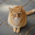 猫を『ほったらかし』にすると起こるトラブル4つ