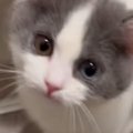 子猫に『にゃあは？』と話しかけた結果…尊すぎるやり取りと『現在の様子』…