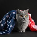 ケネディ大統領に「くしゃみ」をさせた子猫　死後もなお、その写真が…