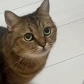 10分だけお留守番することになった猫→ママが帰ってくると…『可愛すぎる行…