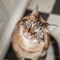 『人間にあって猫にはない』5つの感情　知っておくべき意外な違いを解説