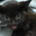不安で鳴き続けていた保護子猫→大切に育てた結果…３年後の『目を見張る変…
