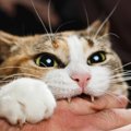 猫が『甘噛み』してくるときの心理3選　放置すべきでない理由や正しい対処…