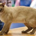 【獣医師監修】ヨーロピアンバーミーズってどんな猫？猫種の性格や飼う前…