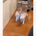 ご飯をもらいに来た2匹の子猫…想像以上に『息ピッタリな動き』が可愛すぎ…