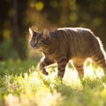 猫の『集中力』に関する4つの豆知識　発揮しやすいシーンや能力をご紹介