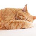 猫が『顔を手で隠して寝る』ときの理由4つ　寝心地が悪いサイン？環境改善…
