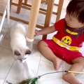 子猫と仲良く遊んでいる赤ちゃん→夢中になった結果…予想をはるかに上…