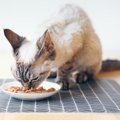 猫の『寿命を延ばす食事』に必要なポイント5つ　取り入れるべき理由や健康…