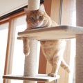 猫のキャットタワーは『突っ張り型』『据え置き型』どっちがいい？それぞ…