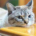 テーブルにあごを乗せて脱力している猫→下のほうを見てみたら…つい握手し…