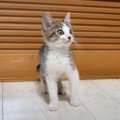 ついに子猫ちゃんがおうちにやってきた♡初日の様子は？