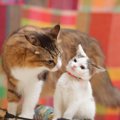 猫同士の間に『上下関係』は存在しているの？優位になる要因や見定め…