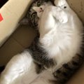 猫が『ダンボール箱』を愛する５つの理由！理想的な置き場所とは？