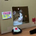 パパ猫ちゃん、3歳のお誕生日♡みんなでわいわいおやつパーティー！