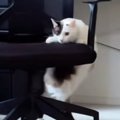 『椅子が動いている』と思ったら、ネコが…飼い主爆笑の『まさかの光景…