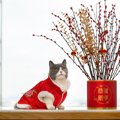 クローン技術で「愛猫そっくりな猫」を再現…中国でますます高まる需要…