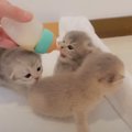 『お腹を空かせた赤ちゃん猫たち』→ミルクを与えたら…可愛すぎて思わ…