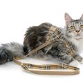 猫が『リード・ハーネス』に慣れておくメリット2つ　いざという時に役立つ…